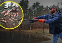 Чому держави випускають мільйони цих риб?